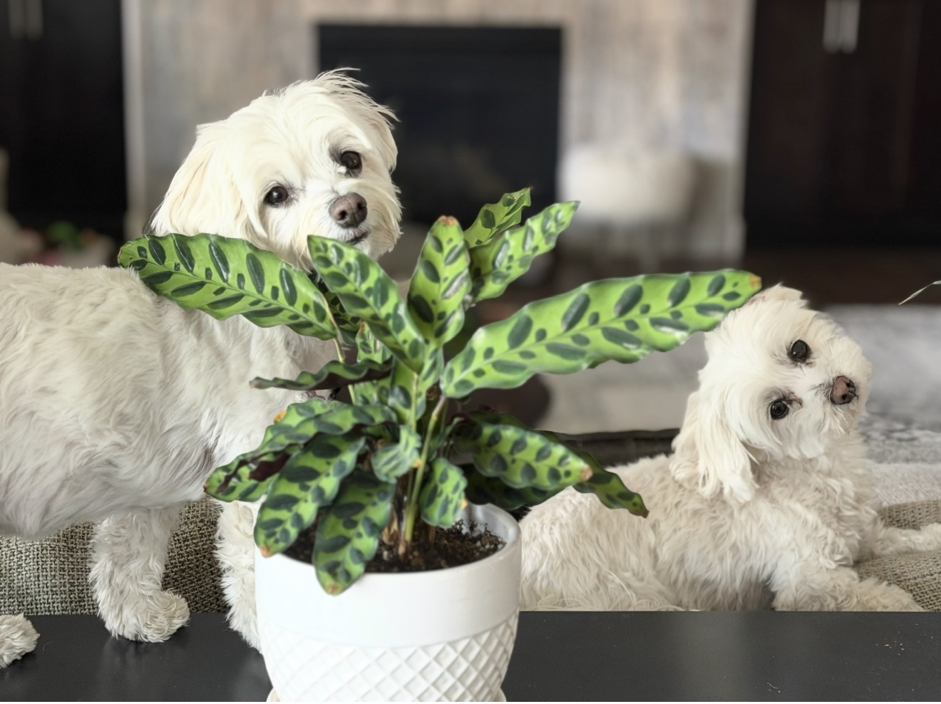 Client's photo of two small white dogs beside a potted prayer plant
